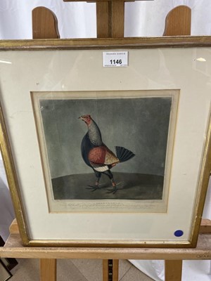 Lot 1146 - After James Pollard, pair of 19th century hand engravings of Fighting Cocks, 'The Cheshire Pile' and 'Phenomenon', 26cm x 25cm, in glazed gilt frames