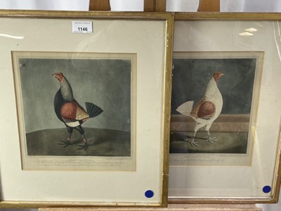 Lot 1146 - After James Pollard, pair of 19th century hand engravings of Fighting Cocks, 'The Cheshire Pile' and 'Phenomenon', 26cm x 25cm, in glazed gilt frames