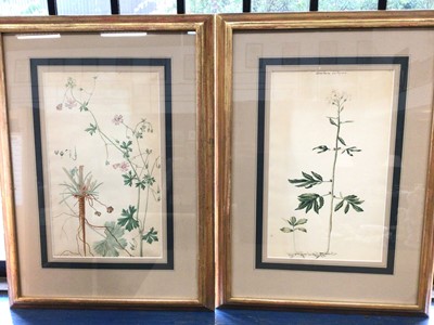 Lot 820 - English School, 19th century, set of six Botanical watercolours, each titled in ink, in glazed gilt frames