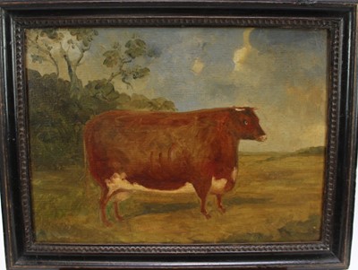 Lot 1055 - East Anglian School, oil on panel - A Prize Cow, 24cm x 33cm, in ebonised frame