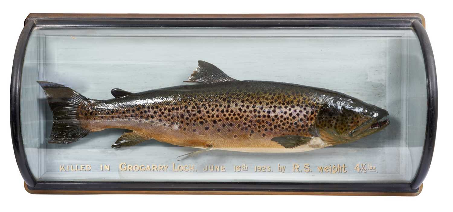 Lot 1110 - Fine 1920s preserved Salmon ' Killed in Grogarry Loch, June 16th 1923, by R.S. 4 1/2 Lbs' in bow glazed ebonised framed wall mounted case