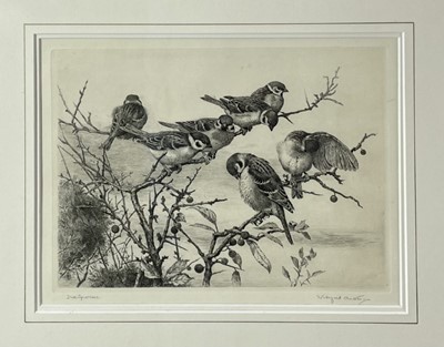 Lot 1166 - Winifred Marie Louise Austen (Exh: 1899-1940) signed etching - 'Tree Sparrows', 23.5cm x 31cm, in glazed gilt frame '