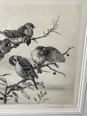 Lot 1166 - Winifred Marie Louise Austen (Exh: 1899-1940) signed etching - 'Tree Sparrows', 23.5cm x 31cm, in glazed gilt frame '