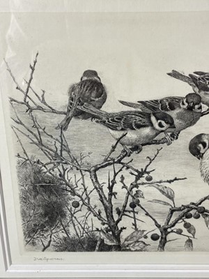 Lot 1166 - Winifred Marie Louise Austen (Exh: 1899-1940) signed etching - 'Tree Sparrows', 23.5cm x 31cm, in glazed gilt frame '