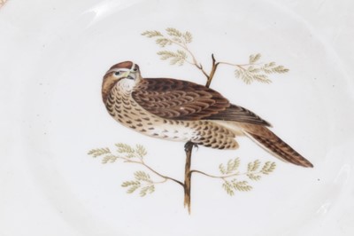 Lot 232 - Collection of 19th century ornithological painted dishes