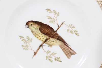 Lot 232 - Collection of 19th century ornithological painted dishes