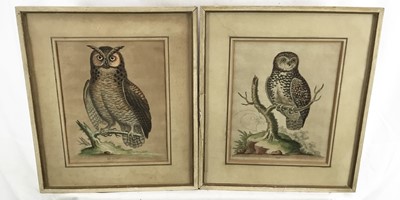 Lot 238 - George Edwards (1694-1773) pair of hand coloured engravings, Little Owl, published 1753, 24 x 19cm, and another from the same series, glazed frames