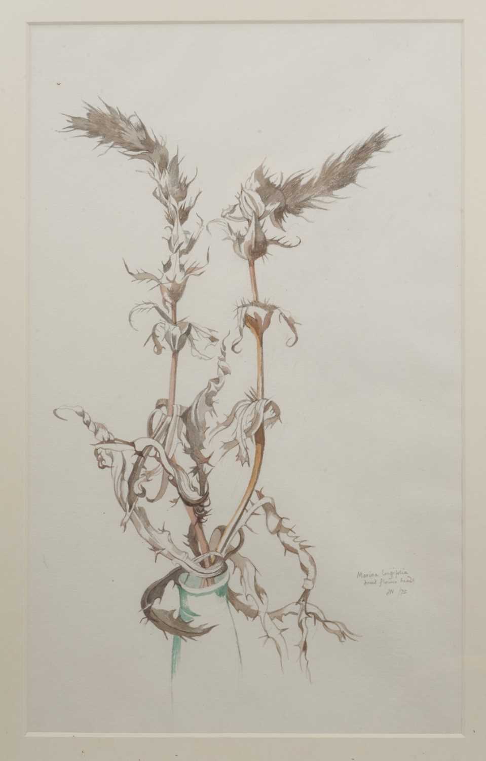 Lot 1270 - *John Nash, watercolour, Morina Longifolia - dried flower heads, signed and dated ‘75.