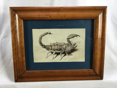 Lot 68 - 19th century watercolour depicting a scorpion, 15cm x 10cm, in glazed wooden frame