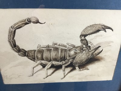 Lot 68 - 19th century watercolour depicting a scorpion, 15cm x 10cm, in glazed wooden frame