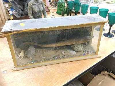 Lot 572 - Taxidermy shark in glass case