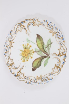 Lot 253 - A George Grainger botanical plate, circa 1845