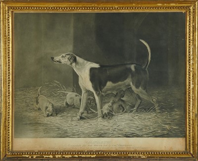 Lot 1147 - After Sawry Gilpin, pair of engravings by Robert Pollard, 'Dash, A valuable Pointer in the possession of Col. Thornton' and 'Modish, A remarkable fine Fox Hound bred by Col. Thornton', 43cm x 54cm,...