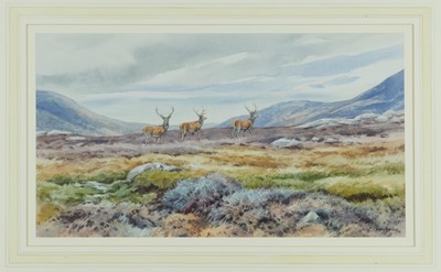 Lot 1136 - Brian Rawling (b.1931) watercolour - Three Stags, Wester Ross, signed and dated '96, 25cm x 45cm, in glazed gilt frame  
Provenance: Malcolm Innes Gallery