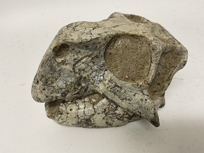 Lot 1073 - Rare Psittacosaurus fossil specimen, Cretaceous period