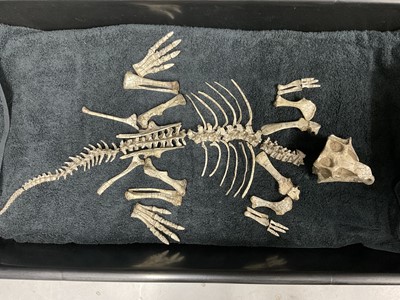 Lot 1073 - Rare Psittacosaurus fossil specimen, Cretaceous period