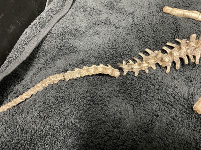 Lot 1073 - Rare Psittacosaurus fossil specimen, Cretaceous period