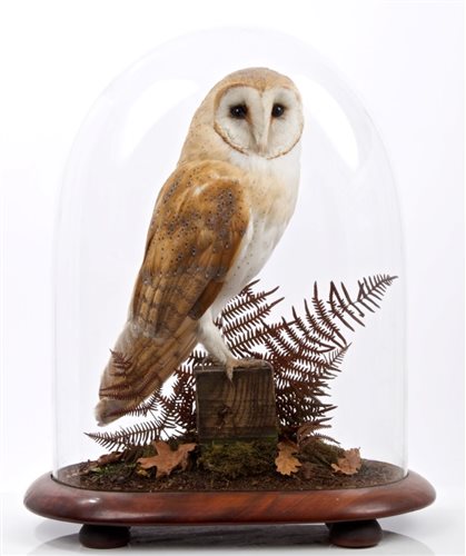 Lot 795 - Preserved Barn Owl perched on a post under...