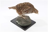 Lot 798 - An English Partridge mounted on a rock and...