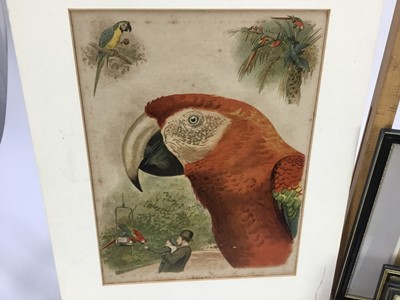 Lot 41 - Two framed Victorian Baxter prints, an unframed antique print of Macaws and another framed Black Watch print (4)