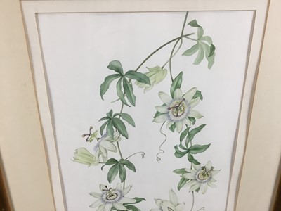 Lot 27 - Judy Garett, watercolour - Passion flower, signed and dated '94, 28cm x 42cm, mounted in glazed gilt frame, 51cm x 65cm overall