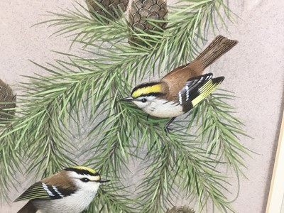 Lot 28 - Paul Dawson 20th century watercolour - Goldcrests, signed, 20cm x 27cm in glazed frame, 43cm x 50cm overall