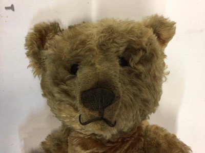Lot 1851 - Early German Teddy Bear.  Cinnamon coloured curly mohair ( true colour evident in joints and back of bear), black wooden boot button eyes, unstuffed ears, long and shaved muzzle, head has centre se...
