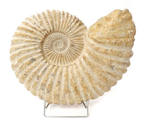 Lot 661 - Large ammonite specimen, Cretaceous period,...