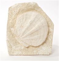 Lot 662 - Fossilized scallop, Pecteu Miocene period,...