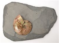 Lot 663 - Iridescent ammonite in matrix, Jurassic period,...