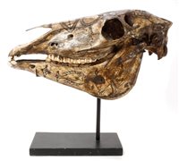 Lot 664 - Tribal Carsved Timor skull, incised with...