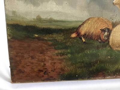 Lot 31 - J. Clark oil on canvas - sheep, signed, 51cm x 35cm unframed