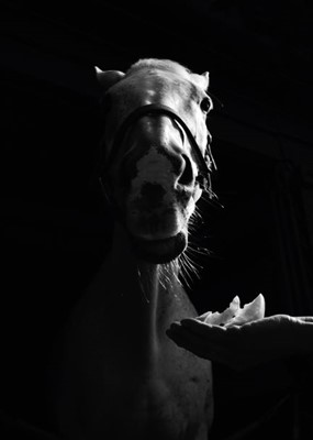Lot 46 - Jayne Odell black and white photographic print, 'But first… apple', 114cm x 160cm