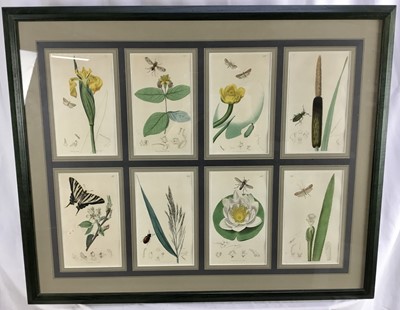 Lot 299 - Two framed displays of 19th hand coloured botanical engravings, eight to each frame, 62cm x 76cm