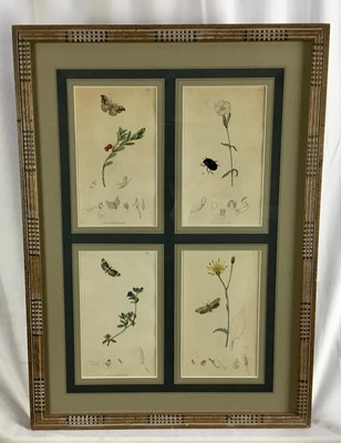 Lot 300 - Two framed displays of 19th century hand coloured botanical engravings, four to each frame, in decorative frames, 59cm x 43cm, together with another botanical engraving (3)