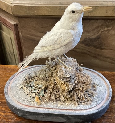 Lot 163 - Rare albino blackbird