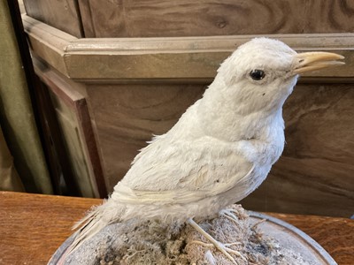 Lot 163 - Rare albino blackbird