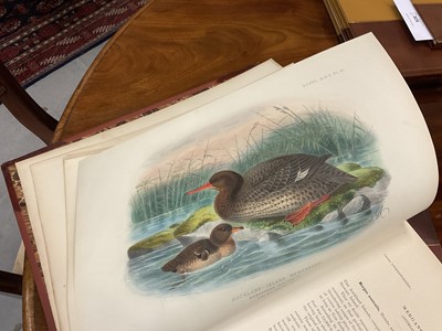 Lot 930 - Sir Walter Lawry Buller - A History of the Birds of New Zealand, the 1905 supplement, Vols. 1 & 2, 12 coloured plates, original half calf binding, folio 39 x 30cm