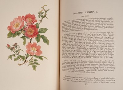 Lot 959 - Ellen Willmott - The Genus Rosa, drawings by Alfred Parsons, 2 volumes in 25 original parts, John Murray, 1910-1914, 132 chromolithograph plates (complete), all contained together in two original p...