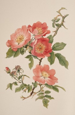 Lot 959 - Ellen Willmott - The Genus Rosa, drawings by Alfred Parsons, 2 volumes in 25 original parts, John Murray, 1910-1914, 132 chromolithograph plates (complete), all contained together in two original p...