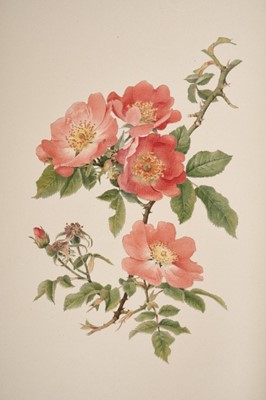 Lot 959 - Ellen Willmott - The Genus Rosa, drawings by Alfred Parsons, 2 volumes in 25 original parts, John Murray, 1910-1914, 132 chromolithograph plates (complete), all contained together in two original p...