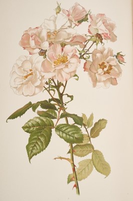 Lot 959 - Ellen Willmott - The Genus Rosa, drawings by Alfred Parsons, 2 volumes in 25 original parts, John Murray, 1910-1914, 132 chromolithograph plates (complete), all contained together in two original p...