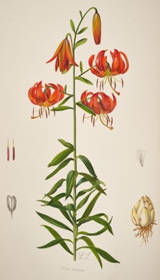 Lot 961 - Arthur Grove & Arthur Disbrowe Cotton -  A Supplement to Elwes' Monograph of the Genus Lilium, Illustrated by Lilian Snelling, parts 1-7, 1933-1940, large folio 57 x 39cm, together with W. B. Turri...