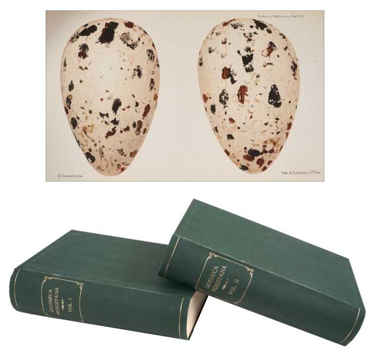 Lot 904 - John Wolley - Ootheca Wolleyana: an Illustrated Catalogue of the Collection of Birds' Eggs begun by the late John Wolley, and continued with additions by the editor Alfred Newton, four parts in 2 v...