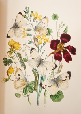 Lot 950 - Henry Noel Humphreys and John Obadiah Westwood - British Moths and their Transformations, 2 vols., 1st ed., 1851, fine tooled calf binding