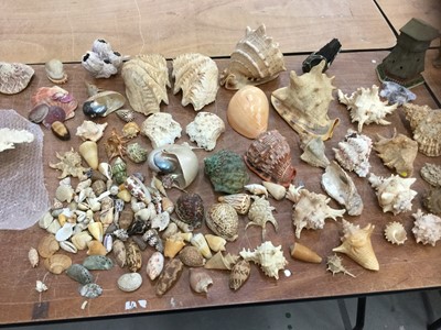 Lot 419 - Collection of world seashells and corals (Not for Export)