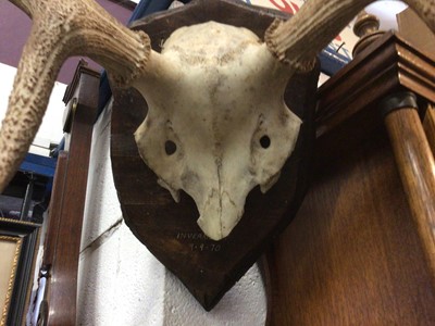 Lot 254 - 11 point stag antlers trophy, with shield back inscribed 'Inverailort 9-9-70', 64cm wide