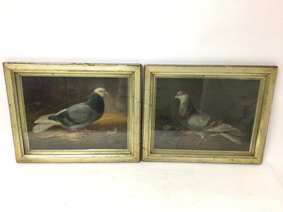 Lot 778 - Pair of early 20th century embossed relief lithographic prints of Pigeons in gilt frames