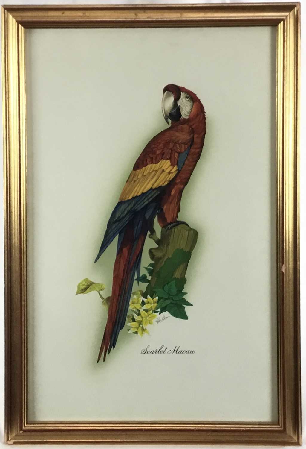 Lot 18 - John Brown, contemporary gouache of a Scarlet Macaw Parrot, in gilt frame.