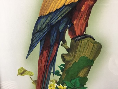Lot 18 - John Brown, contemporary gouache of a Scarlet Macaw Parrot, in gilt frame.